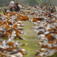 kelp drying in the sun